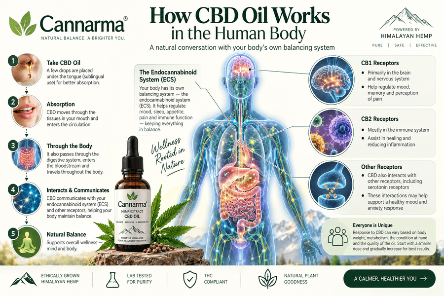 How Does CBD Oil Work in the Human Body?