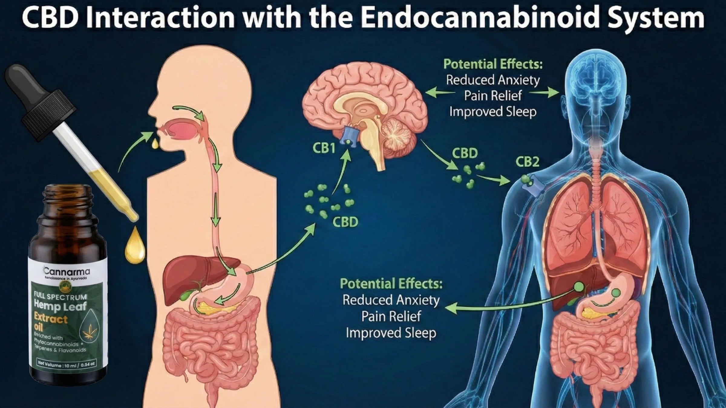 Diagram of CBD interaction with the endocannabinoid system, including a bottle of CBD oil.