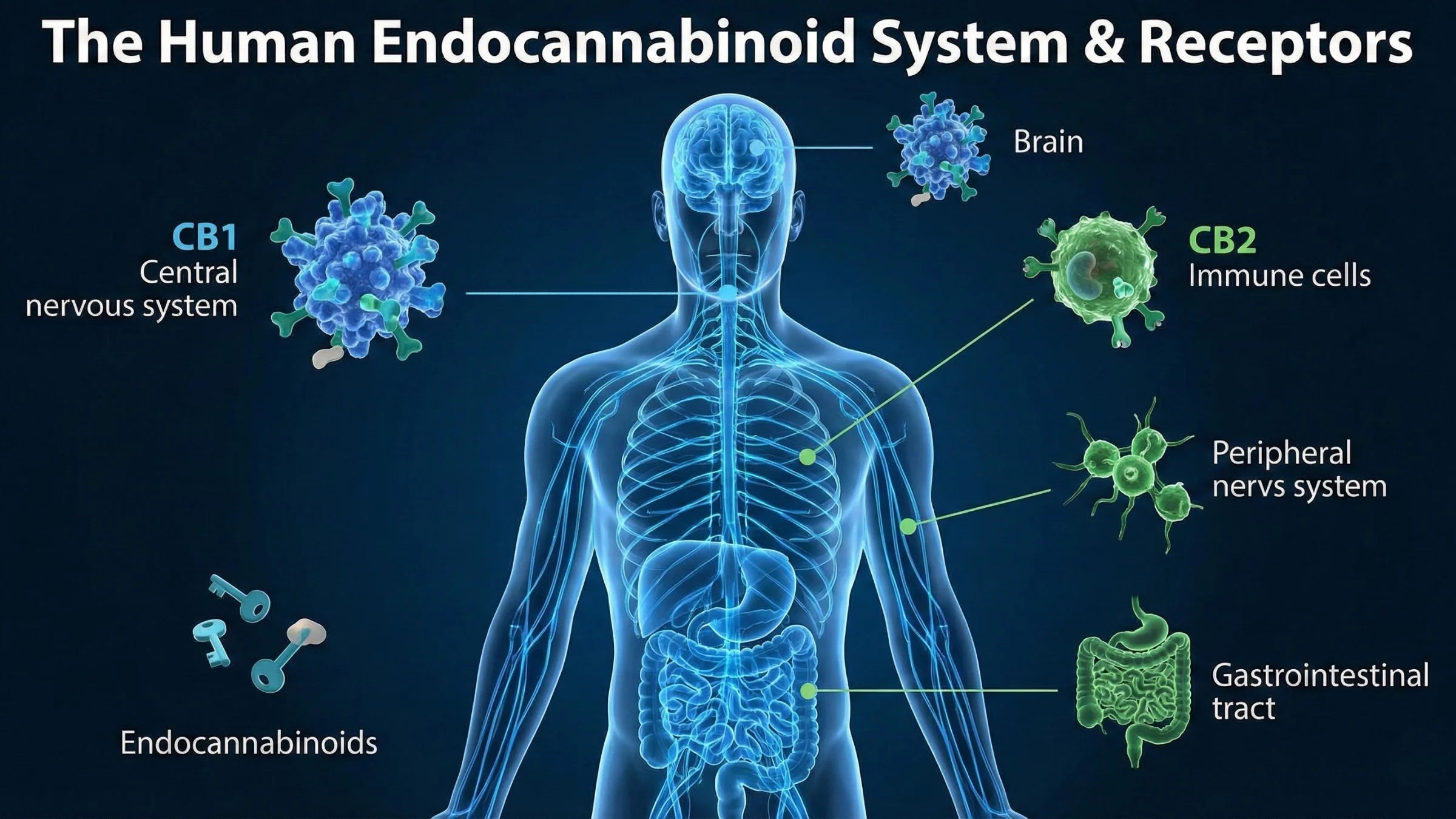 Diagram of the human endocannabinoid system with receptors and brain, immune cells, nervous system, gastrointestinal tract, and endocannabinoids labeled.